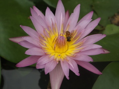 Nymphaea