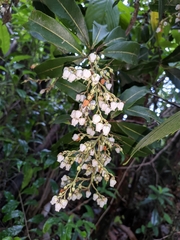 Pieris formosa