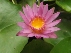 Nymphaea