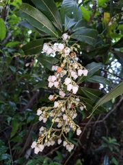Pieris formosa