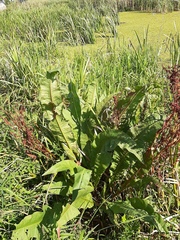 Rumex hydrolapathum