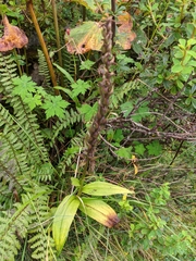 Dactylorhiza hatagirea