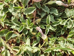 Convolvulus sabatius subsp. mauritanicus image