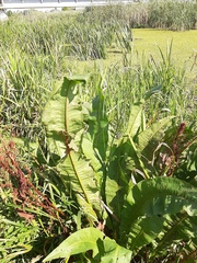 Rumex hydrolapathum