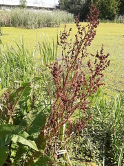 Rumex hydrolapathum