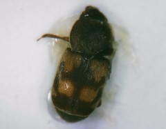 Nitidula carnaria