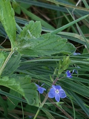 Veronica chamaedrys
