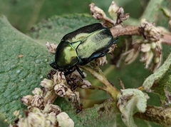 Protaetia angustata