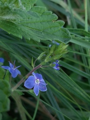 Veronica chamaedrys