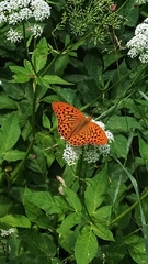 Argynnis paphia