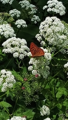 Argynnis paphia