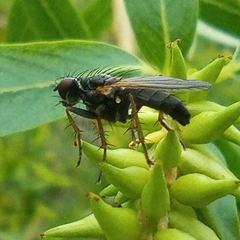 Cordilura pubera