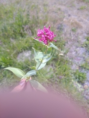 Centranthus ruber