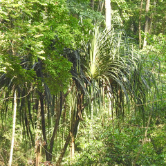 Pandanus furcatus