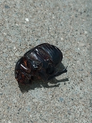 Pentodon idiota