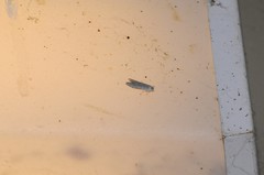 Holcocera gigantella