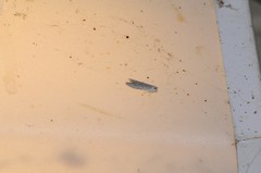 Holcocera gigantella