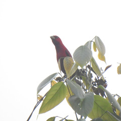 Carpodacus sipahi