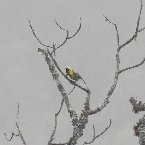 Yellow-cheeked Tit (Machlolophus spilonotus), photo 10