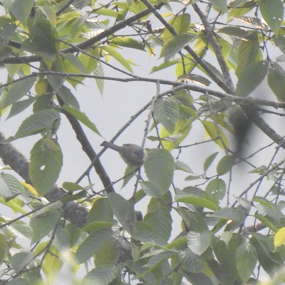 Blue-winged Minla (Actinodura cyanouroptera)