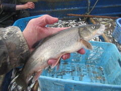 Pseudaspius