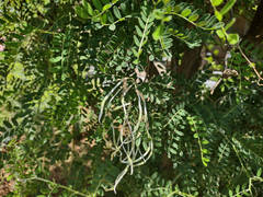 Erythrostemon gilliesii