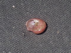 Notogibbula bicarinata