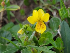 Viola biflora