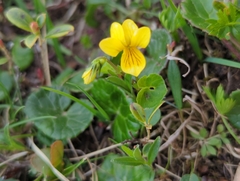 Viola biflora