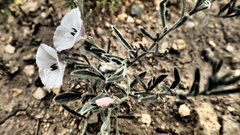 Convolvulus ammannii