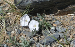 Convolvulus ammannii