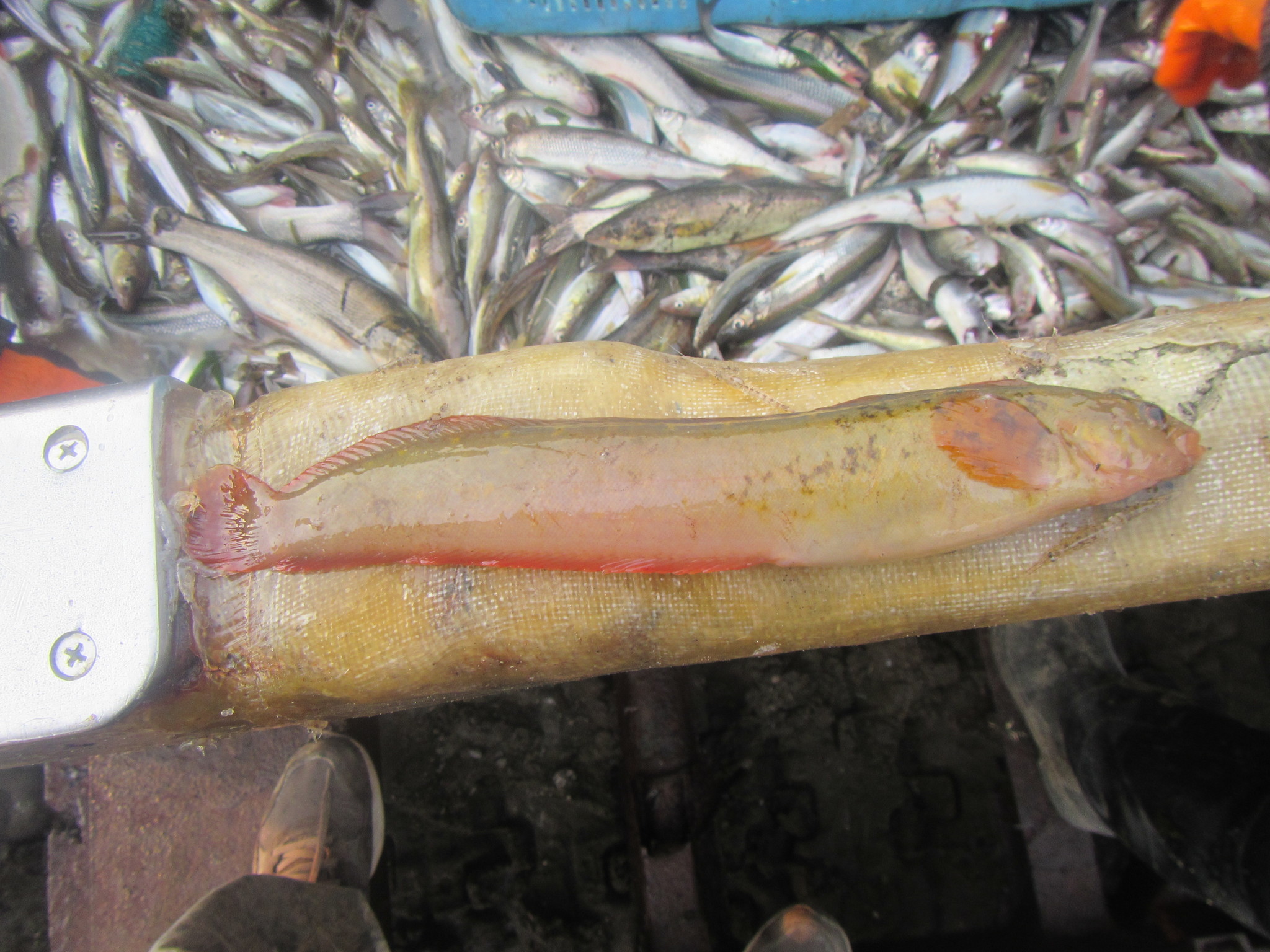 Dybowsky's Blenny photo 4