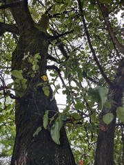 Pyrus ussuriensis