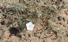 Convolvulus ammannii