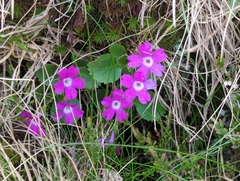 Primula hirsuta