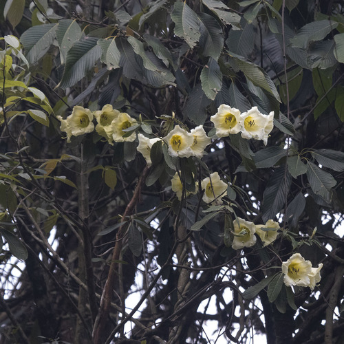 Rhododendron dalhousieae