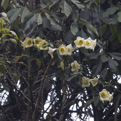 Rhododendron dalhousieae