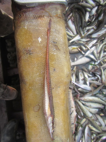 Tubenose poacher (Brachyopsis segaliensis) — Agonidae — 4