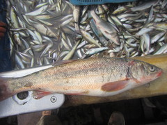 Pseudaspius