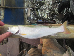 Salvelinus leucomaenis