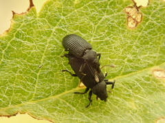 Magdalis ruficornis