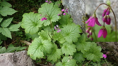 Primula matthioli altaica