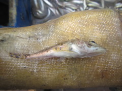 Myoxocephalus