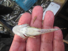 Myoxocephalus