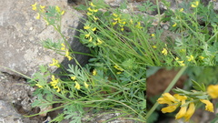 Corydalis sibirica
