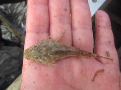 Myoxocephalus