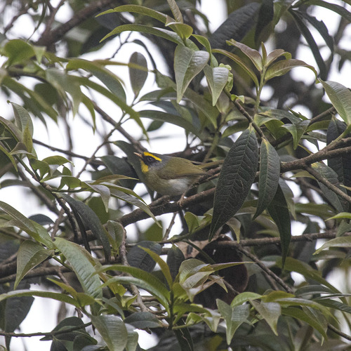 Black-faced Warbler (Abroscopus schisticeps), photo 5