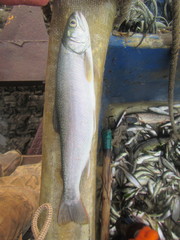 Salvelinus malma