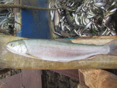 Salvelinus malma