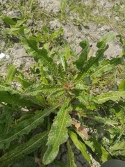 Helminthotheca echioides